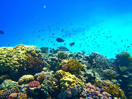 A beautiful underwater shot of colorful coral reefs with a school of fish swimming nearby