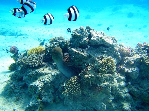 A closeup underwater shot of an eel hiding in a coral reef with a school of black and white fish