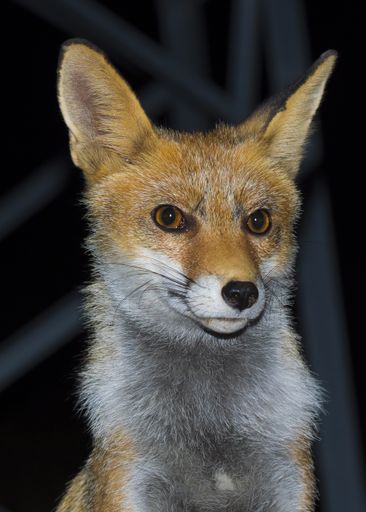 A vertical closeup shot of a cute red fox with a blurred background