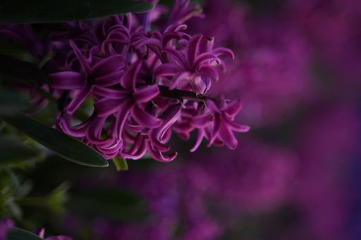 A shallow focus vertical shot of Hyacinth purple Sensation flower