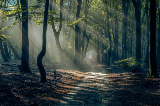 A beautiful shot of a walking path in the forest in autumn
