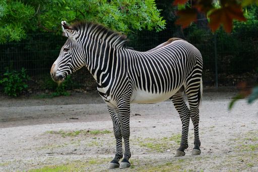 A shallow focus shot of a zebra standing at the park