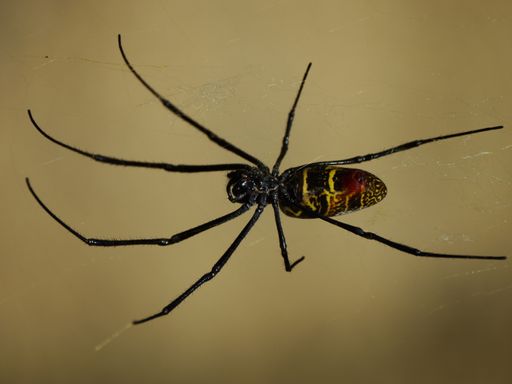 A vertical shot of a red-legged golden orb-weaver spider (Trichonephila inaurata) hanging upside down