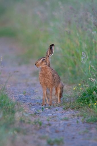 A vertical closeup shot of a brown rabbit in a field