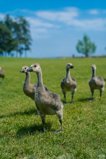 A selective focus shot of goslings grazing in green grass with blurred background