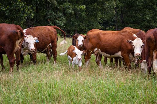 A beautiful shot of domestic cows and calves grazing on the grassland of the pasture during daytime