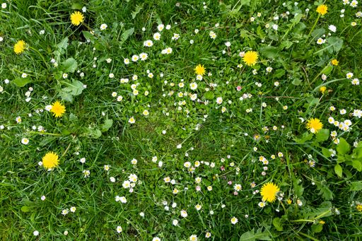 A top view of fresh green grass with daisy flowers in a meadow in spring