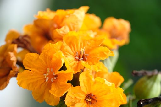 A vertical closeup shot of yellow cordia sebestena or geiger tree flowers