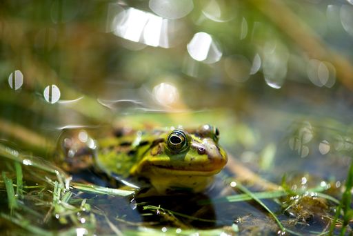A closeup of a green frog in the pond with bokeh background