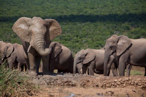 A beautiful view of Elephants herd approaching a waterhole in the Savanna of South Africa