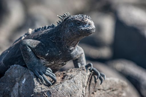 Iguana on the Galapagos Island Mindelo, one of the many endemic animals on Galapagos Archipelago