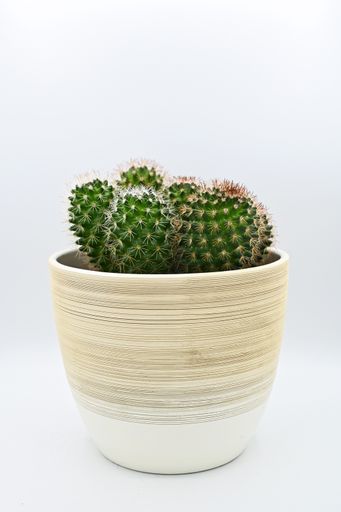 A vertical closeup of prickly cacti in a pot isolated on a white background