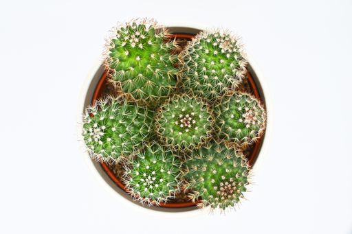A top view of prickly cacti in a pot isolated on a white background