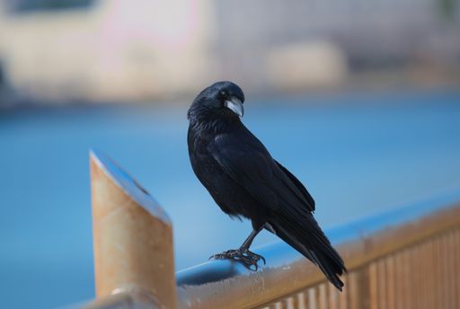 A shallow focus shot of a crow on the pier, over a blurry background