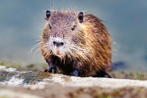 A soft focus of a nutria on a pavement at a park in Tuscany, Italy