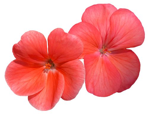 A closeup of two pink flowers of Pelargonium isolated on white background