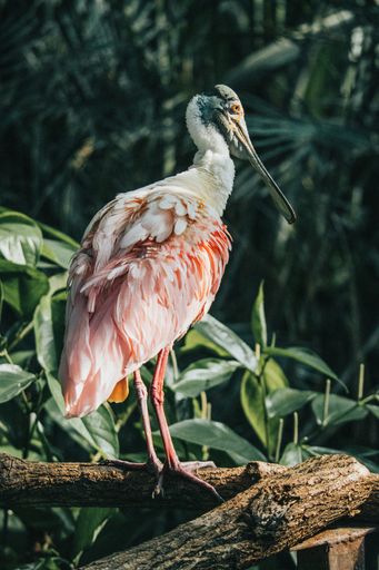 a vertical shot of pink Eurasian spoonbill on tree