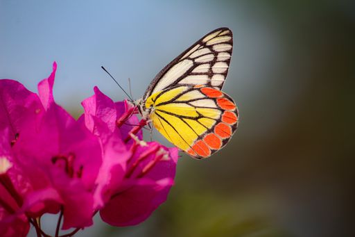 A closeup of a painted Jezebel butterfly drinking nectar from a pink bougainvillea flower at a garden