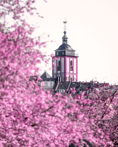A beautiful shot of a clock tower with pink cherry blossoms on the foreground