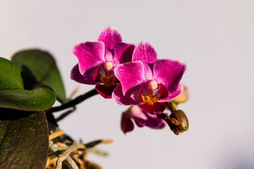 A closeup shot of purple orchid flowers blooming in a garden against a white wall background