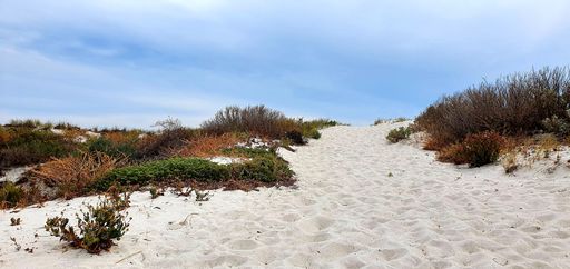 A sandy pathway on the beach surrounded by bushes captured during the daytime