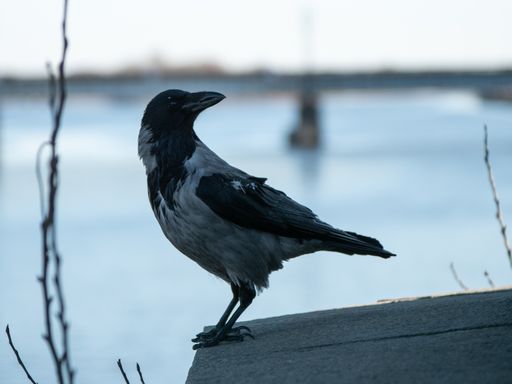 A close-up shot of a raven sitting on a stone surface in a blurry background.