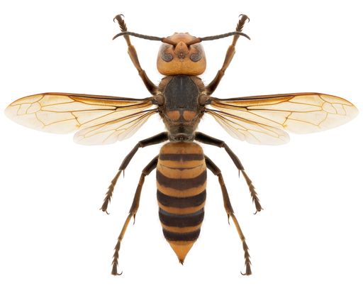 Hornet species Vespa mandarinia japonica, trivial name: japanese giant hornet or murder hornet.
