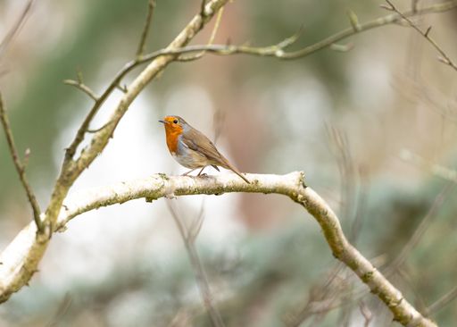 A Shallow focus of a European robin bird standing on snow with a blurry background