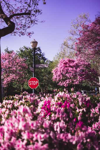 Flower garden with pink azalea flowers on the background of cherry blossoms in the park with a stop sign.Spring landscape