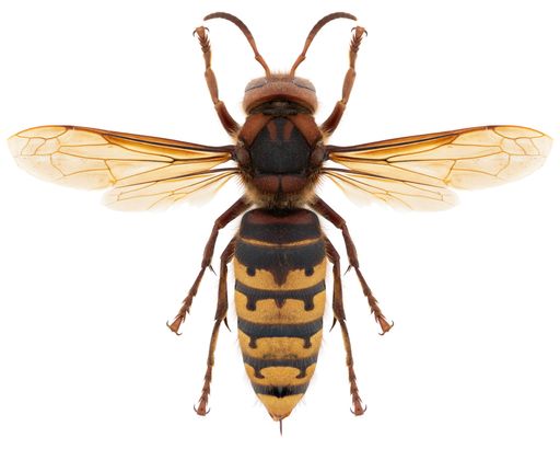 Hornet species Vespa crabro, trivial name: european hornet.