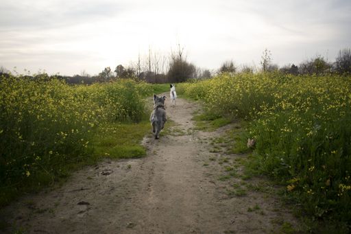 The dogs running through the path in the field with yellow flowers on a gloomy day