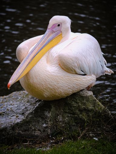 A vertical closeup shot of a pinkish pelican sitting on a rock, over a blurry black background