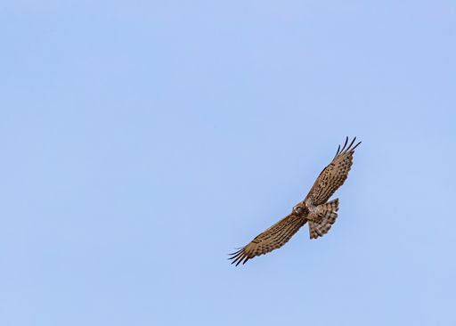 A scenic view of a Short-toed snake eagle flying in the blue sky