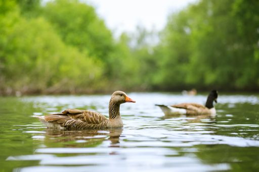A closeup shot of two ducks swimming in the lake with trees on the background