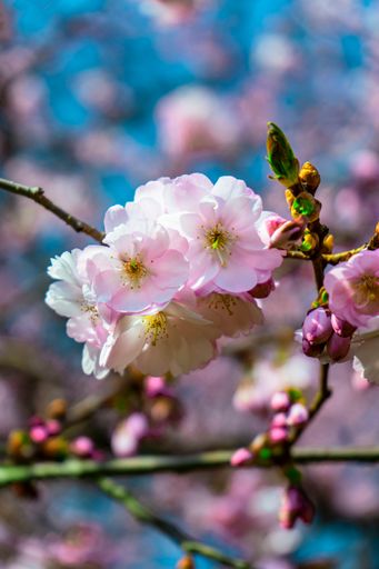 A vertical close-up shot of cherry blossom flowers