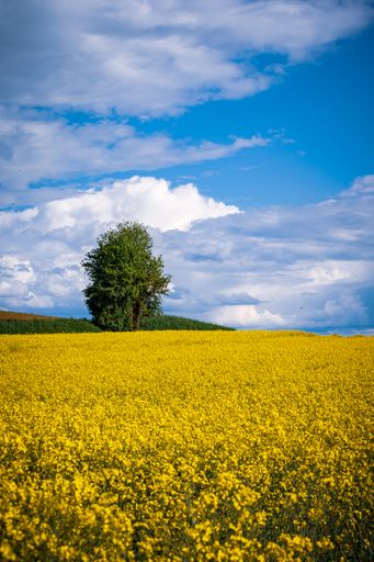 A vertical shot of a single tree in a yellow rapeseed field under a cloudy sky