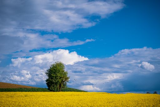 A single tree in a yellow rapeseed field under a cloudy sky