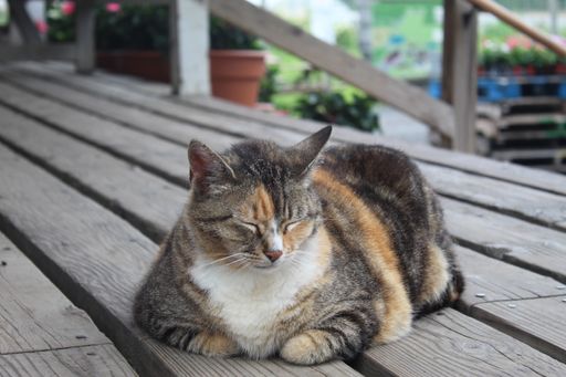 A closeup shot of a cat lying on a wooden surface