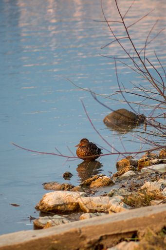 A vertical shot of a mallard duck (Anas platyrhynchos) chilling in the pond in the morning