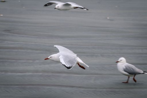 A selective focus shot of Red-billed gull flying near the sandy beach