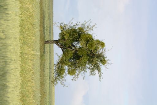A vertical shot of green single tree in the field against blue sky
