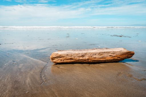 A beautiful scenery of the beach and a driftwood log on a sunny day in Christchurch, New Zealand