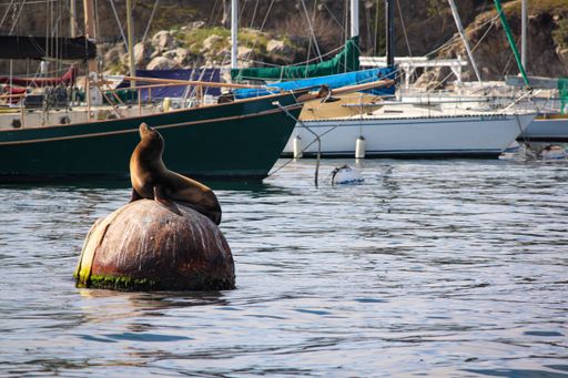 A beautiful shot of a Seal Lion sitting on a buoy in Monterey Bay water near boats in California, USA