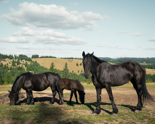 A wide shot of three black horses in the field surrounded by small fir trees under the cloudy sky
