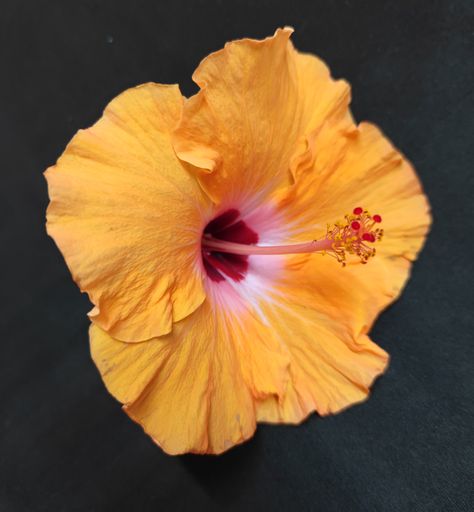 A vertical shot of a beautiful yellow Hibiscus flower isolated in a gray background