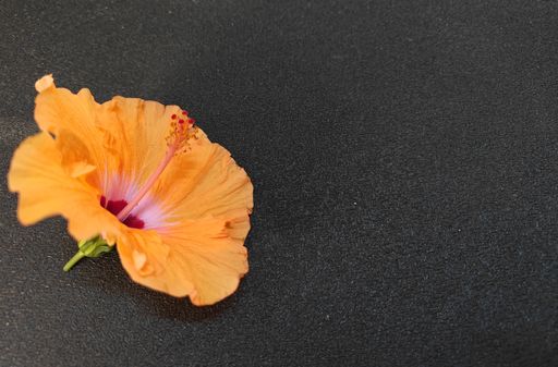 A closeup shot of a beautiful yellow Hibiscus flower isolated in a gray background
