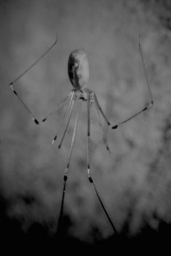 A grayscale vertical shot of a daddy long-legs spider with a blurred background