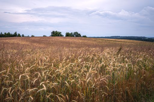 A scenic shot of the fields of wheat at the end of summer fully ripe