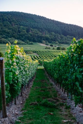 A beautiful view of rows of vineyards on a sunny day in Germany