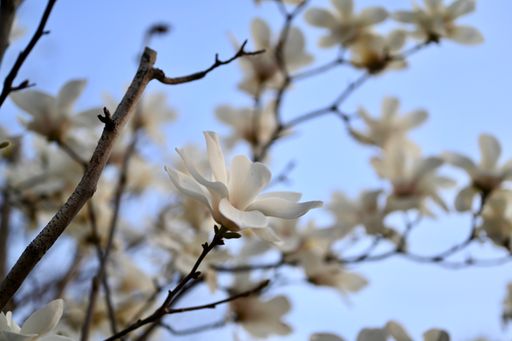 Blooming white Magnolia kobus flowers grown in the garden in spring